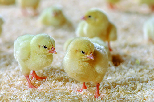 day-old-chicks.jpg